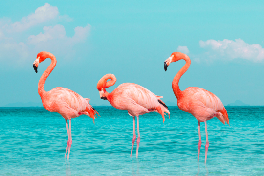 drei rosa Flamingos am Strand